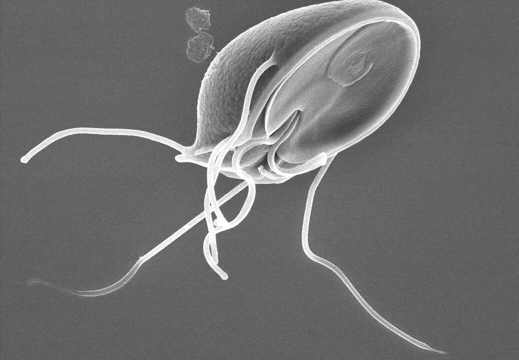 Giardia no corpo humano